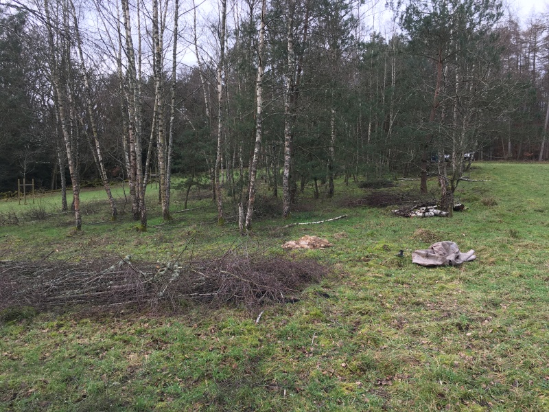 Birken-Wald Am Schanzer Feld