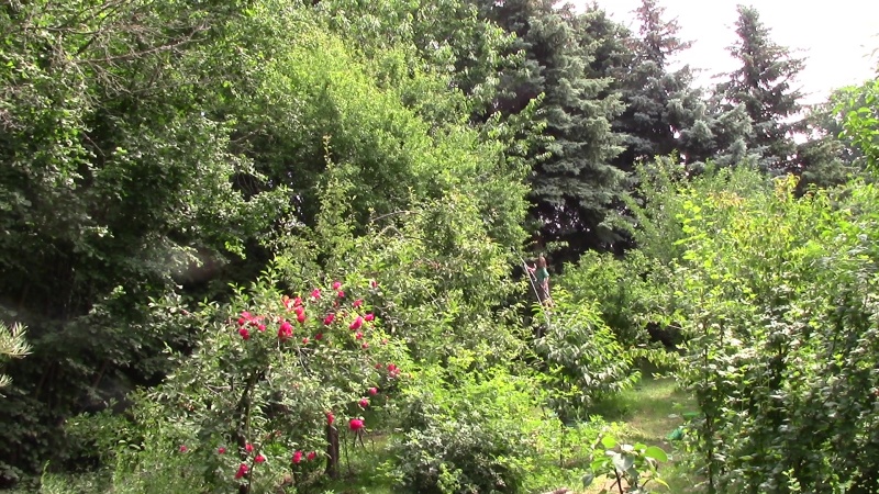 Fischers Waldgarten